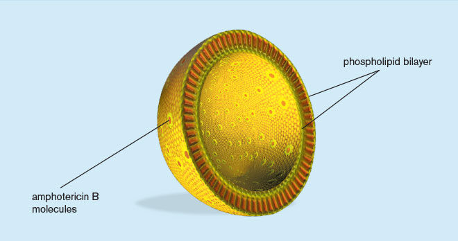 AmBisome ® (amphotericin B) Liposome For Injection